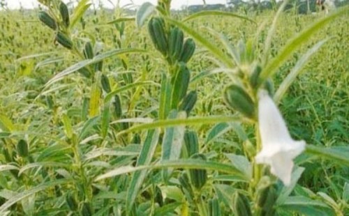 কুমিল্লায় লাভজনক হয়ে উঠছে তিল চাষ 