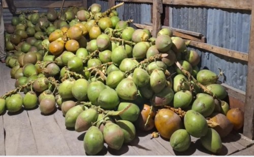 বরগুনায় ২২০ টাকা ডাবের দাম উঠেছে 