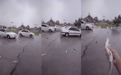 ইরানে বিরল ‘মাছ বৃষ্টি’ 