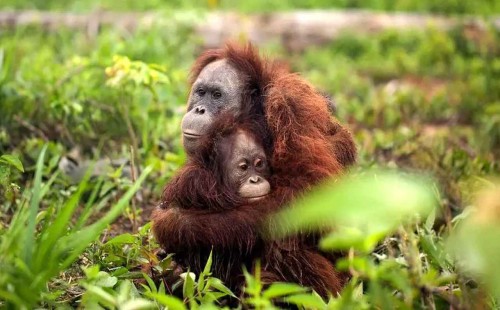 মালয়েশিয়ার পাম তেলের ব্যবসায় নতুন অস্ত্র! 