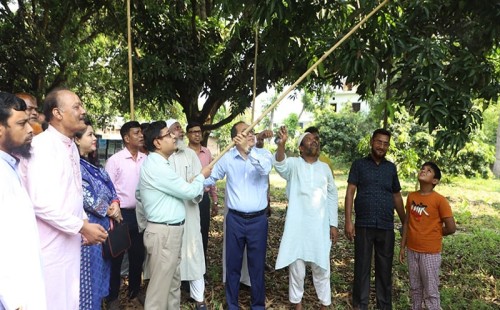 চুয়াডাঙ্গায় আম সংগ্রহ শুরু 