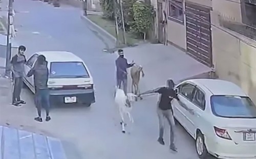 পাকিস্তানে অস্ত্র উঁচিয়ে কোরবানির পশু ছিনতাই 