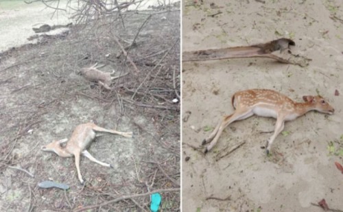 সুন্দরবনে ৯৬ হরিণের মরদেহ 