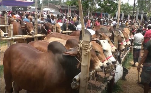 এক হাটের গরু অন্য হাটে নেয়া যাবে না, নিলেই ছিনতাই মামলা 