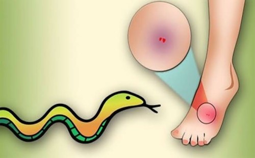 এবার সাপের কামড়ে মাদরাসা ছাত্রের  মৃত্যু 