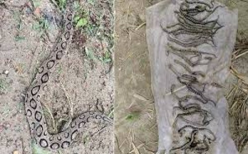 শিবচরে ৩৪ বাচ্চাসহ পিটিয়ে মারা হলো রাসেলস ভাইপার 