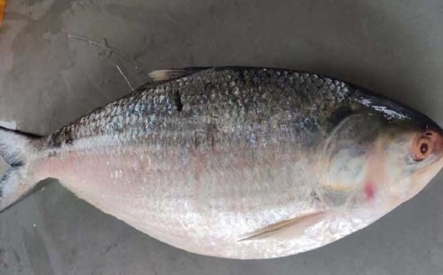 এক ইলিশ বিক্রি হলো ৫২০০ টাকায় 