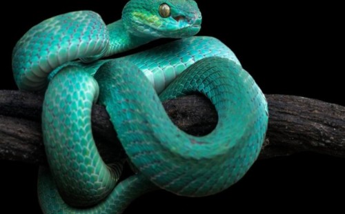 প্রতি ৫ মিনিটে একজন মারা যাচ্ছে সাপের কামড়ে 