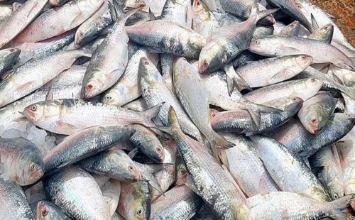 ভারতে ৩ হাজার টন ইলিশ রপ্তানির অনুমতি 