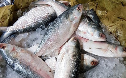 ইলিশ ধরতে নিষেধাজ্ঞা 