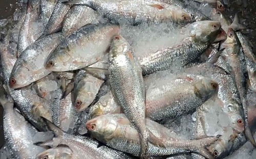 ইলিশের বাজারে অস্থিরতার নেপথ্যে কী? 