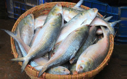 ইলিশের কেজি সর্বোচ্চ ৭০০ টাকা নির্ধারণ চেয়ে আইনি নোটিশ 