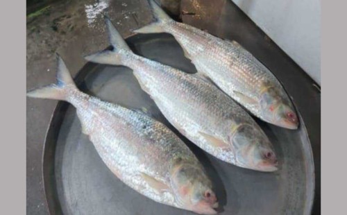 ফেসবুকে ২৬ হাজারে বিক্রি হলো তিনটি ইলিশ! 