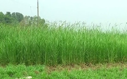 ঘাস চাষ শিখতে বিদেশ যেতে চান ৩২ কর্মকর্তা 