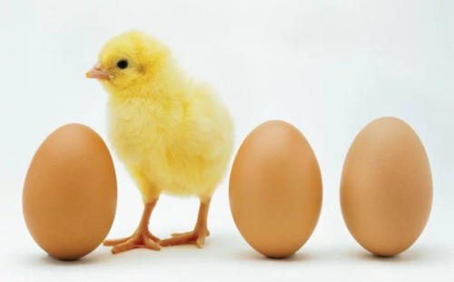 ডিমের দাম বাড়িয়ে ২৮০ কোটি টাকা লুট 