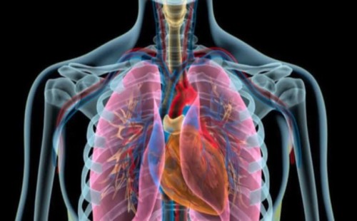 শীতে বায়ুদূষণ থেকে ফুসফুস ভালো রাখার উপায় 