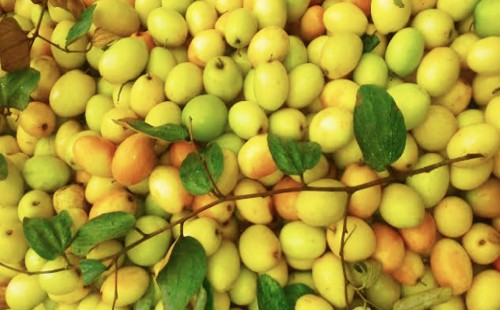 বরইয়ের বড় পুষ্টিগুণ 