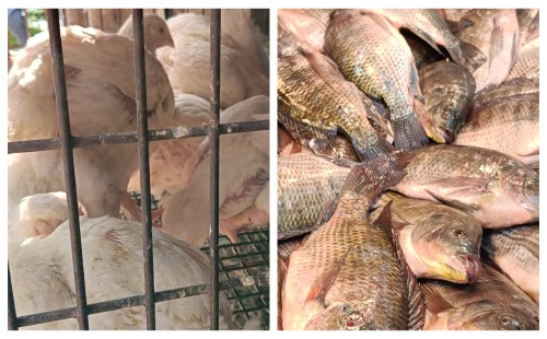 স্বস্তি ফিরেছে মাছের বাজারে, চড়া ব্রয়লারের দাম 