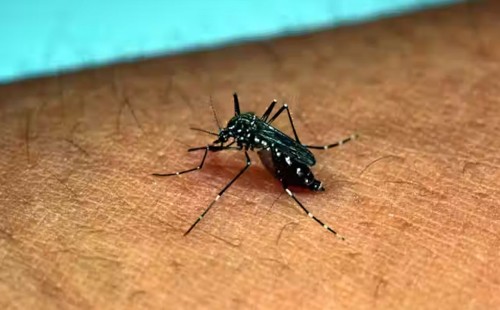 ডেঙ্গুতে একদিনে ৫ জনের প্রাণহানি 