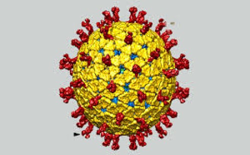 দেশে প্রথমবার রিওভাইরাস শনাক্ত 