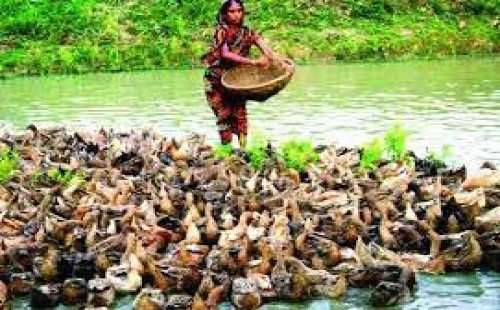 সফলভাবে হাঁস-মুরগি পালন 