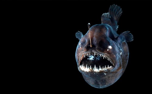 কেন গভীর সমুদ্র থেকে উঠে আসছে ওরা? 