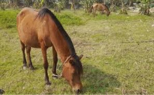 অবশেষে নিষিদ্ধ হলো ঘোড়া জবাই ও মাংস বিক্রি 