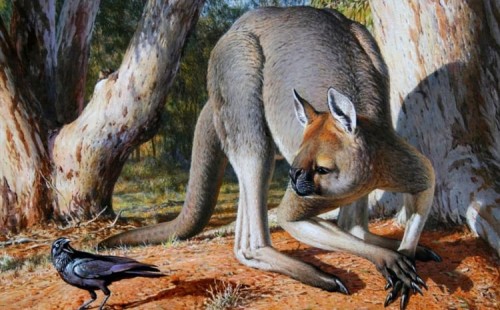 দৈত্যাকৃতি ক্যাঙ্গারু বিলুপ্তের কারণ 