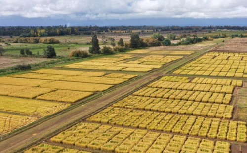 চিলির আশার আলো ‘জাস্পে’ 