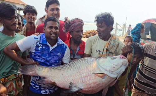 অর্ধলাখ টাকায় বিক্রি পদ্মার একটি কাতল 