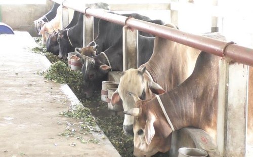 রংপুর বিভাগে চাহিদার তুলনায় অতিরিক্ত পৌনে ৬ লাখ কোরবানির পশু 