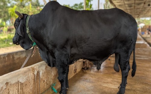 কোরবানির গোশত কতদিন রাখা যাবে? 