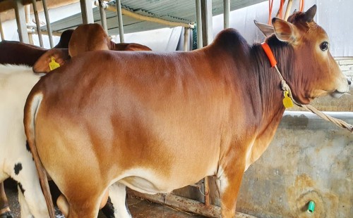 সামর্থ্য থাকা সত্ত্বেও ভাগে কোরবানি দেওয়ার বিধান 