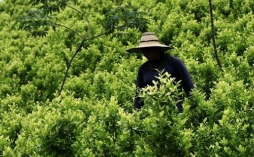 কোকা গাছ উপড়াতে অর্থ 