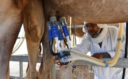 তিউনিসিয়ার ‘সাদা সোনা’ 