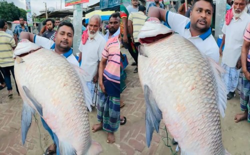 পদ্মায় এক কাতল ৪০ হাজার টাকায় বিক্রি 