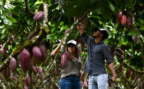 ইকুয়েডরে কোকোর দাম বৃদ্ধি 
