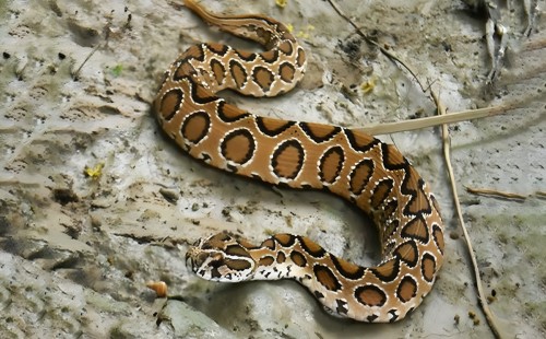 ফিরে এসেছে রাসেল ভাইপার 