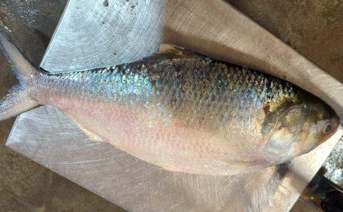 পটুয়াখালীতে এক ইলিশ বিক্রি হলো ৫ হাজার টাকায় 