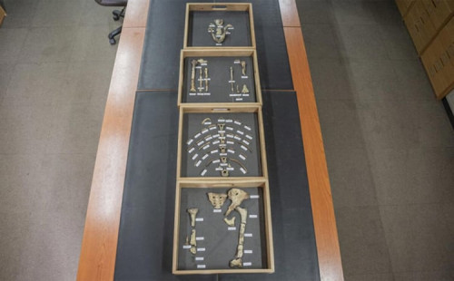 প্রাগে ‘লুসি’র হাড় প্রদর্শন 