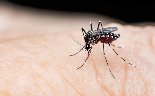 ডেঙ্গুতে আরও ৩ জনের মৃত্যু 