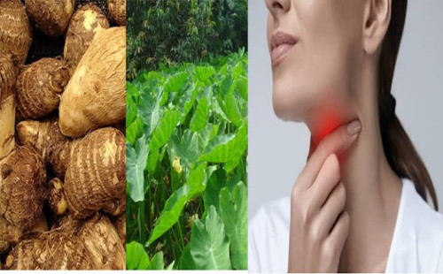 কচুর চুলকানি: কারণ ও প্রতিরোধের সহজ উপায় 