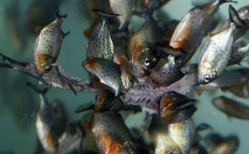 পোষা মাছ নিষিদ্ধ করবে শ্রীলঙ্কা 