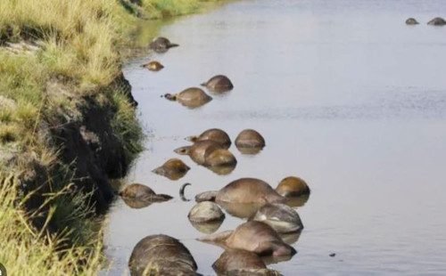 নামিবিয়ায় ৯০ মহিষের মৃত্যু 