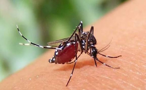 ডেঙ্গুতে আরও ৫ জনের মৃত্যু 