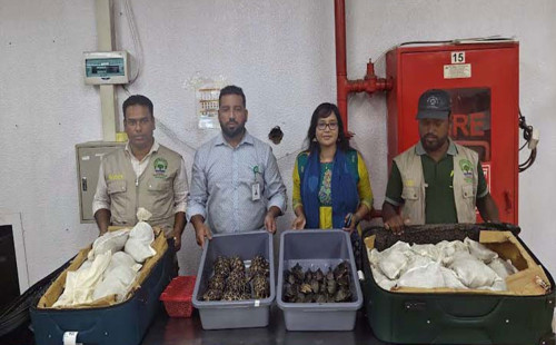 শাহজালাল আন্তর্জাতিক বিমানবন্দর থেকে বিপুল পরিমাণ কচ্ছপ জব্দ 