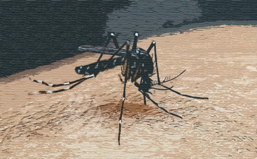 ডেঙ্গু আক্রান্ত আরও ৬৫৯ জন 