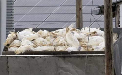 জার্মানিতে বার্ড ফ্লুর প্রকোপ 