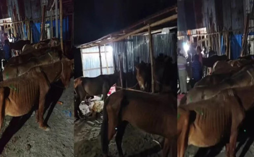 গাজীপুরে ঘোড়ার মাংস বিক্রি: জীবিত ও জবাই করা ৪৫ ঘোড়া জব্দ 