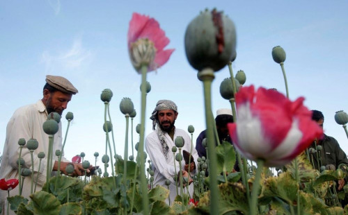 আফগানিস্তানে আফিম চাষ ২০ শতাংশ কমেছে 